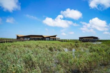 滩涂上，保护与科普共绘“候鸟天堂”——走进上海首个世界自然遗产地